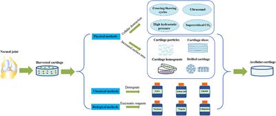 Preparation and Application of Decellularized ECM-Based Biological Scaffolds for Articular Cartilage Repair: A Review